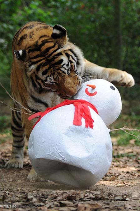 اخبار,اخبار گوناگون,هدیه کریسمسی