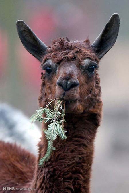 اخبار,اخبار گوناگون,هدیه کریسمسی