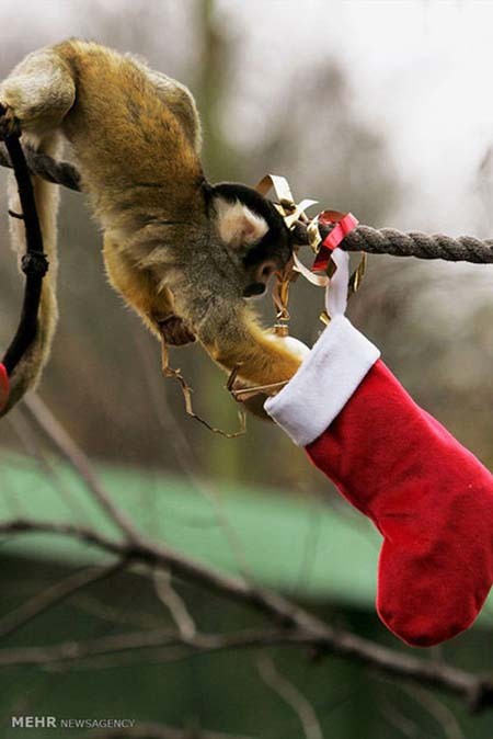 اخبار,اخبار گوناگون,هدیه کریسمسی