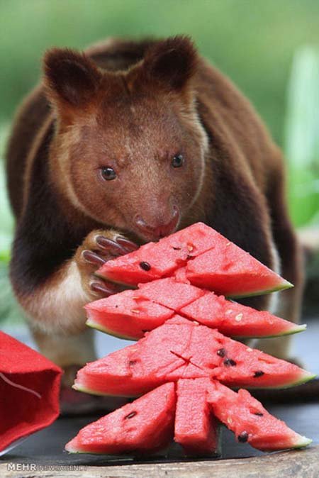 اخبار,اخبار گوناگون,هدیه کریسمسی