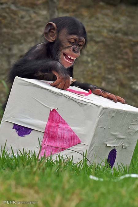 اخبار,اخبار گوناگون,هدیه کریسمسی