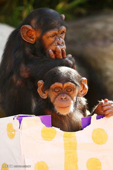 اخبار,اخبار گوناگون,هدیه کریسمسی