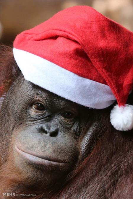 اخبار,اخبار گوناگون,هدیه کریسمسی