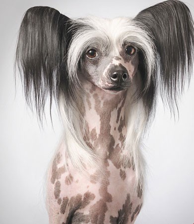 اخبار,اخبار گوناگون,عجیب ترین سگ های دنیا