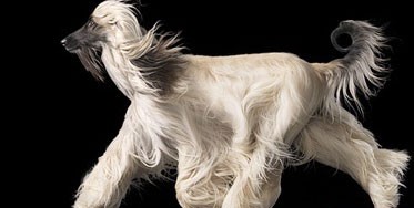 اخبار,اخبار گوناگون,عجیب ترین سگ های دنیا