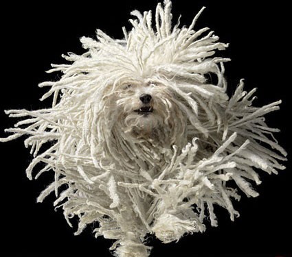 اخبار,اخبار گوناگون,عجیب ترین سگ های دنیا