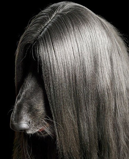 اخبار,اخبار گوناگون,عجیب ترین سگ های دنیا