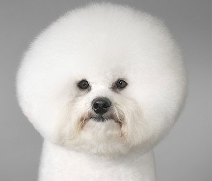 اخبار,اخبار گوناگون,عجیب ترین سگ های دنیا