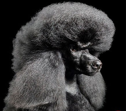 اخبار,اخبار گوناگون,عجیب ترین سگ های دنیا