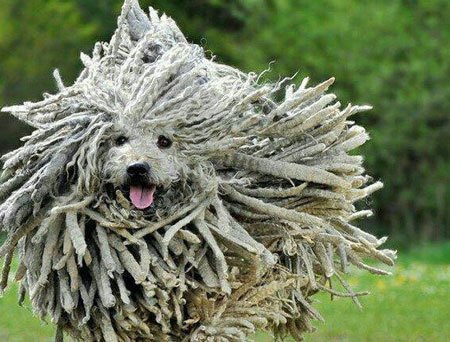 اخبار,اخبار گوناگون,عجیب ترین سگ های دنیا