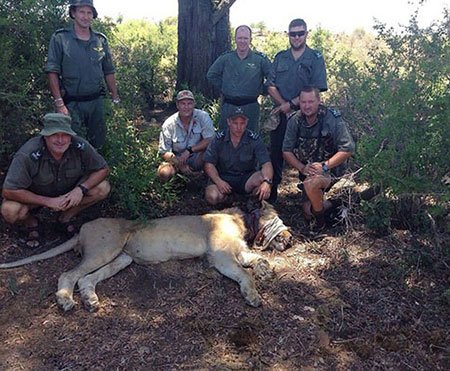 اخبار,اخبار گوناگون,شیر,نجات شیر زخمی