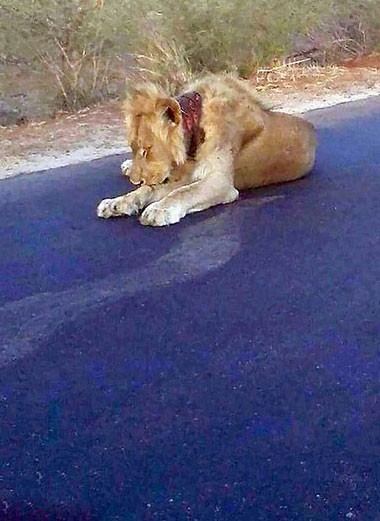 اخبار,اخبار گوناگون,شیر,نجات شیر زخمی