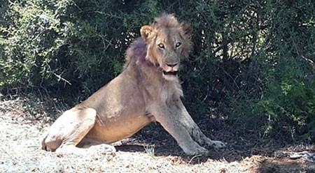 اخبار,اخبار گوناگون,شیر,نجات شیر زخمی