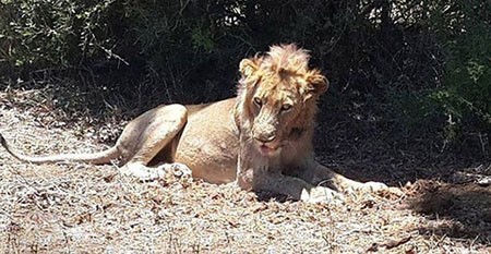 اخبار,اخبار گوناگون,شیر,نجات شیر زخمی