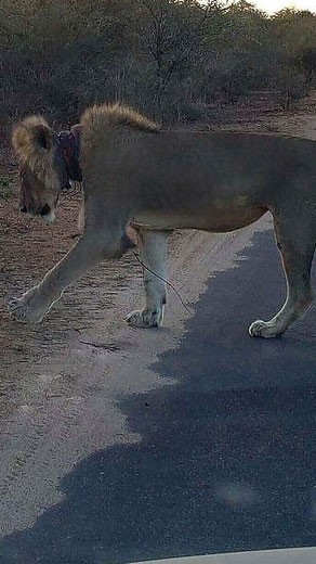 اخبار,اخبار گوناگون,شیر,نجات شیر زخمی