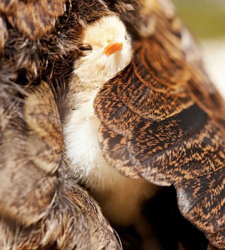 اخبار,اخبار گوناگون,پرنده ها,زندگی پرنده ها