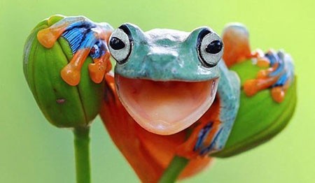 اخبار,اخبار گوناگون,متفاوت ترین عکس یک قورباغه
