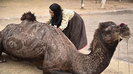 اخبار,اخبار گوناگون,نقاشی روی شتر