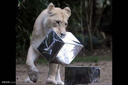 اخبار,اخبار گوناگون,هدیه کریسمسی