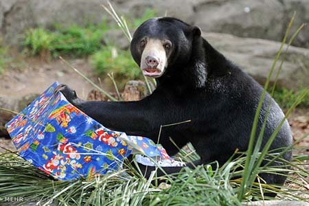 اخبار,اخبار گوناگون,هدیه کریسمسی