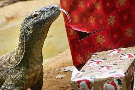 اخبار,اخبار گوناگون,هدیه کریسمسی