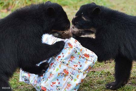 اخبار,اخبار گوناگون,هدیه کریسمسی