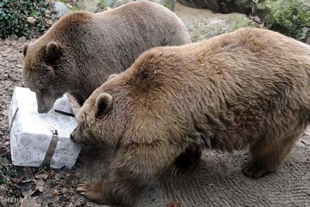 اخبار,اخبار گوناگون,هدیه کریسمسی