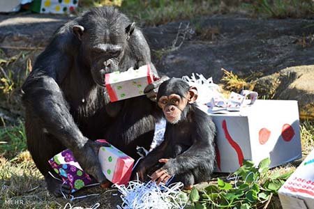 اخبار,اخبار گوناگون,هدیه کریسمسی