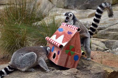 اخبار,اخبار گوناگون,هدیه کریسمسی