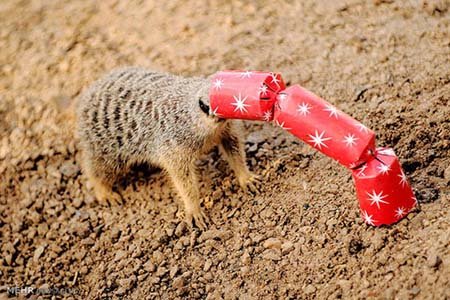 اخبار,اخبار گوناگون,هدیه کریسمسی