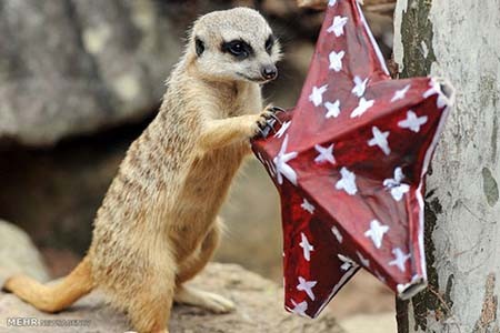 اخبار,اخبار گوناگون,هدیه کریسمسی