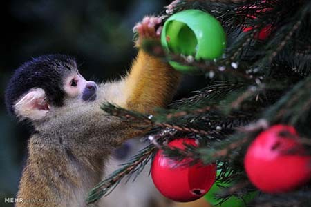 اخبار,اخبار گوناگون,هدیه کریسمسی