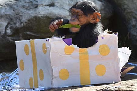 اخبار,اخبار گوناگون,هدیه کریسمسی