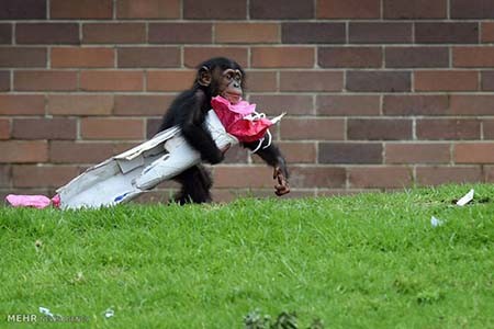 اخبار,اخبار گوناگون,هدیه کریسمسی