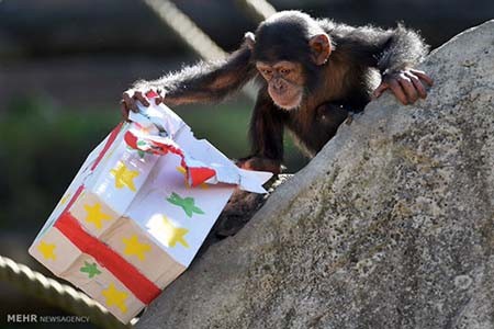 اخبار,اخبار گوناگون,هدیه کریسمسی