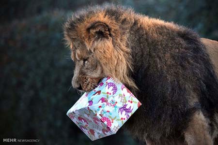 اخبار,اخبار گوناگون,هدیه کریسمسی