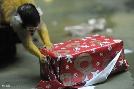 اخبار,اخبار گوناگون,هدیه کریسمسی