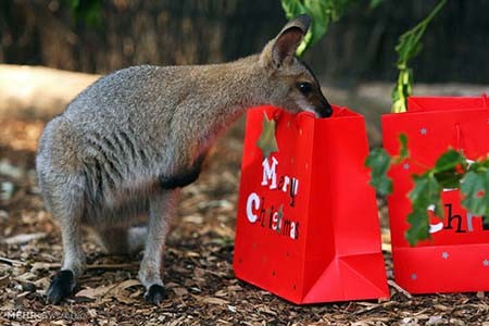 اخبار,اخبار گوناگون,هدیه کریسمسی