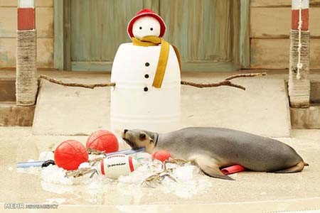 اخبار,اخبار گوناگون,هدیه کریسمسی