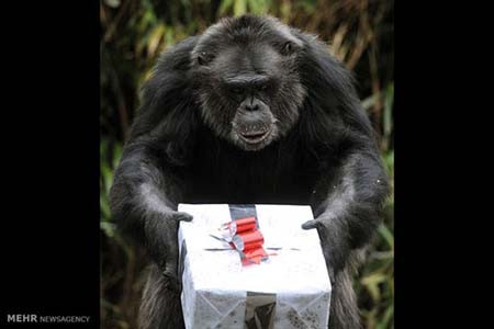 اخبار,اخبار گوناگون,هدیه کریسمسی