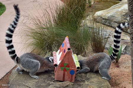اخبار,اخبار گوناگون,هدیه کریسمسی