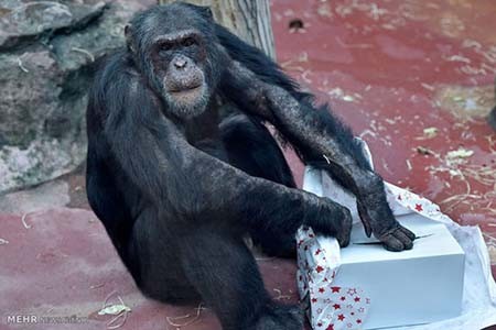 اخبار,اخبار گوناگون,هدیه کریسمسی