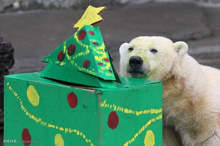 اخبار,اخبار گوناگون,هدیه کریسمسی