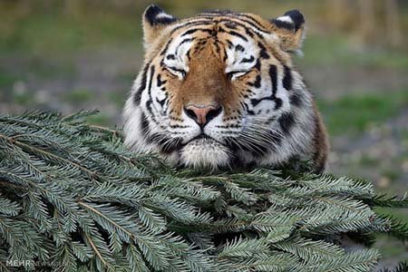 اخبار,اخبار گوناگون,هدیه کریسمسی