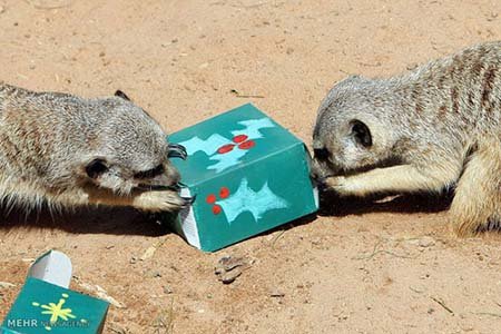 اخبار,اخبار گوناگون,هدیه کریسمسی