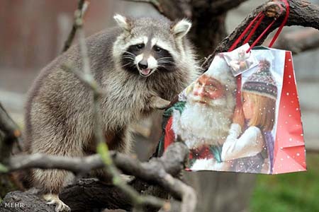 اخبار,اخبار گوناگون,هدیه کریسمسی