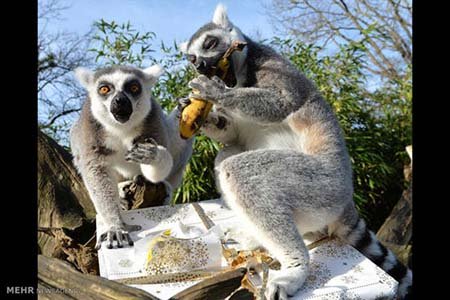 اخبار,اخبار گوناگون,هدیه کریسمسی