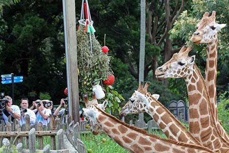 اخبار,اخبار گوناگون,هدیه کریسمسی