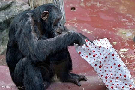 اخبار,اخبار گوناگون,هدیه کریسمسی