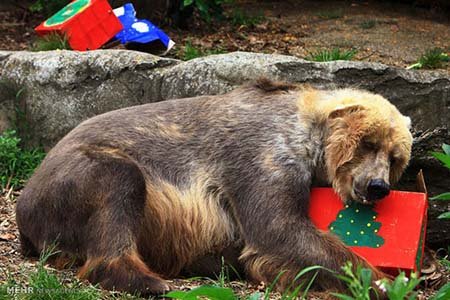 اخبار,اخبار گوناگون,هدیه کریسمسی